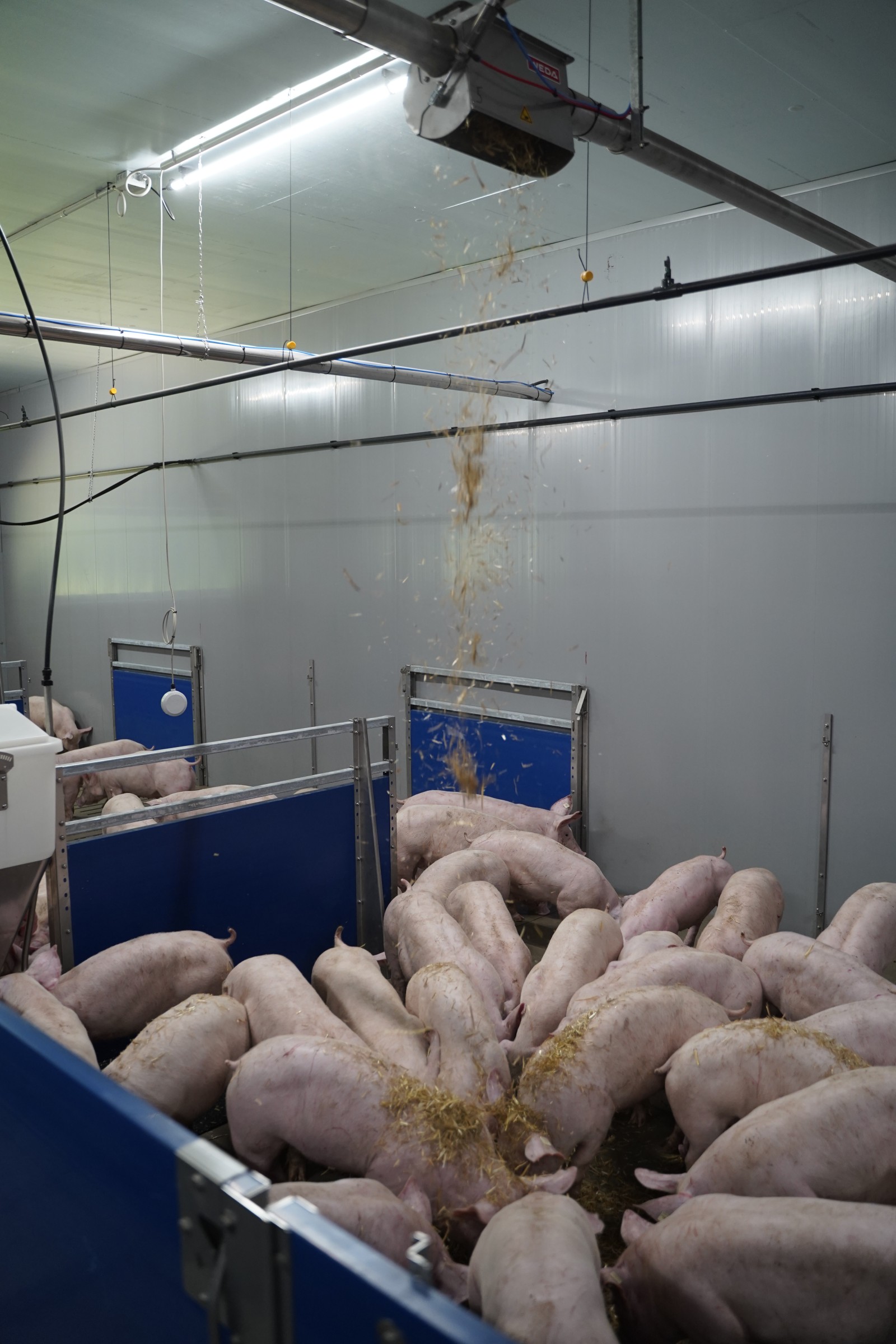 WEDA