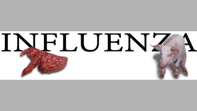 Schweine-Influenza