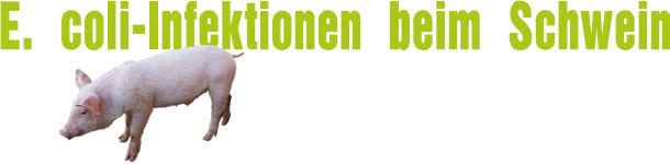 E. coli-Infektionen beim Schwein