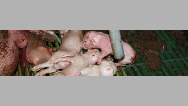 Totgeborene Ferkel