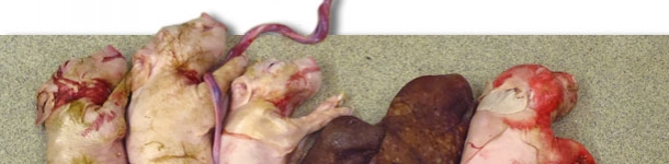 Wurf einer experimentell mit PCV2 infizierten Sau zum Zeitpunkt der Insemination. Beachten Sie die kleine Wurfgröße und das Vorliegen von zwei mumifizierten Feten.