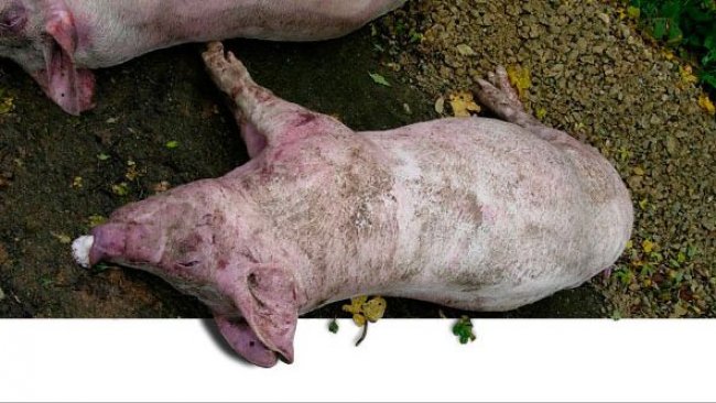 Tote Schweine für die Sektion bei der ersten Bestandsuntersuchung