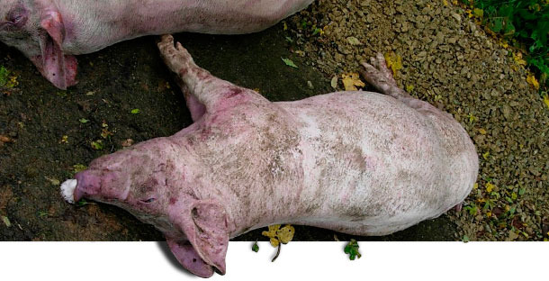 Tote Schweine f&uuml;r die Sektion bei der ersten Bestandsuntersuchung
