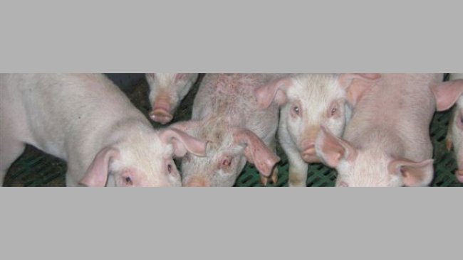 Akute, generalisierte exsudative Dermatitis