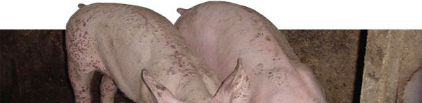 PMWS und PDNS betroffene Ferkel