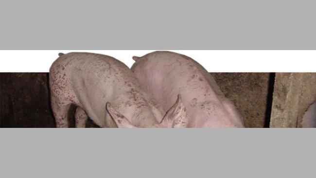 PMWS und PDNS betroffene Ferkel
