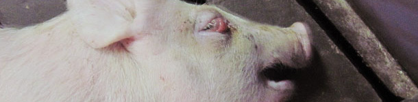 Fünf Wochen altes Absetzferkel mit Lidödem in Seitenlage.