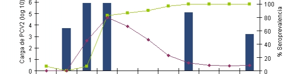 Entstehung der IgG und IgM Antwort gemessen mit einem Blocking ELISA (INGENASA) und der PCV2 Virämie nach experimenteller Exposition (Segalés et al. 2005).