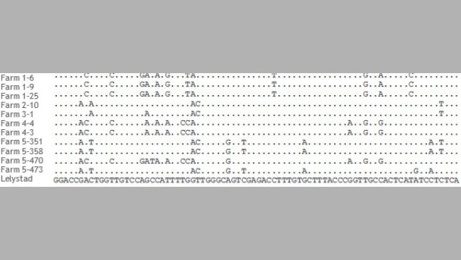 Abschnitt des Alignments von ORF5-Sequenzen von PRRSV-Stämmen aus 5 verschiedenen Betrieben