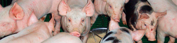 Hohes Absetzgewicht &rArr; Verringertes Risiko E. coli-bedingter Erkrankungen