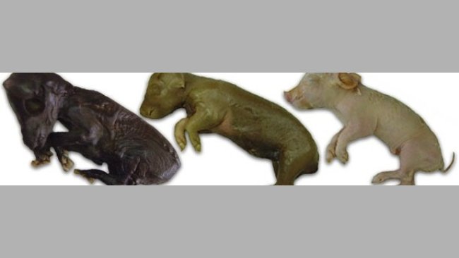 PCV-2 Auswirkung bei Geburt