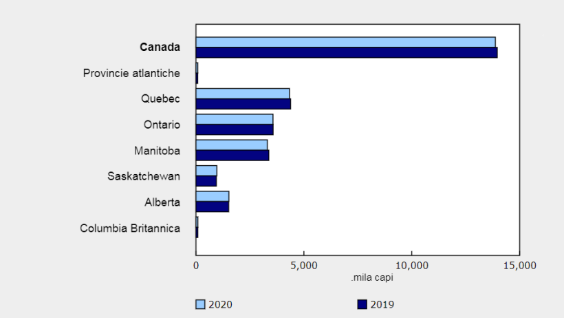 Inventari totali dei suini: 1° gennaio 2019 e 2020