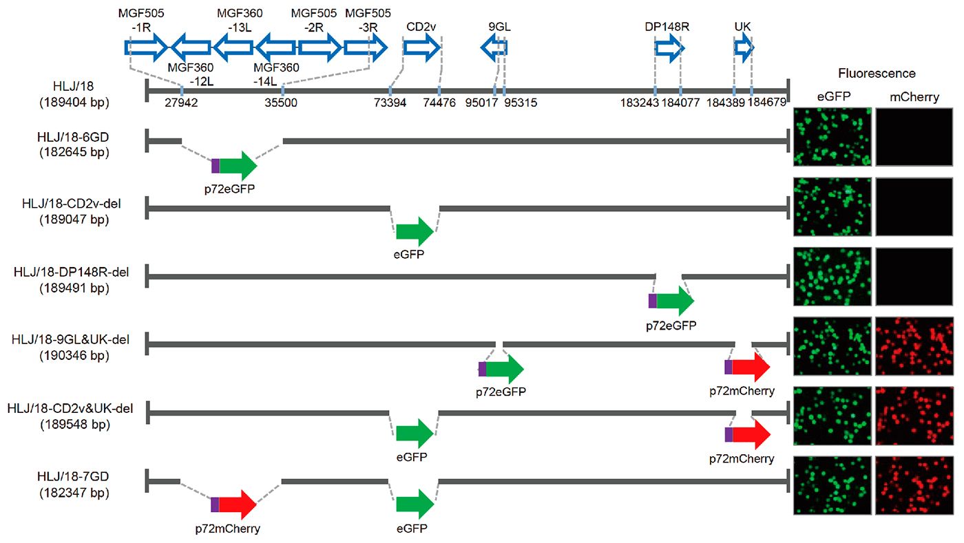 Figura&nbsp;1. Generazione e valutazione della virulenza di diversi virus della peste suina africana con geni eliminati. Rappresentazione schematica di geni e regioni cancellati in ciascun virus della PSA&nbsp;con geni eliminati. I segmenti genici eliminati sono stati sostituiti con i geni marker p72eGFP, eGFP o p72mCherry. A destra del diagramma sono mostrati i macrofagi alveolari suini primari infettati dal virus che esprimono fluorescenza diversa. Sono specificate le posizioni nucleotidiche che indicano i limiti della delezione&nbsp;relativi al genoma del virus della PSA HFJ / 18
