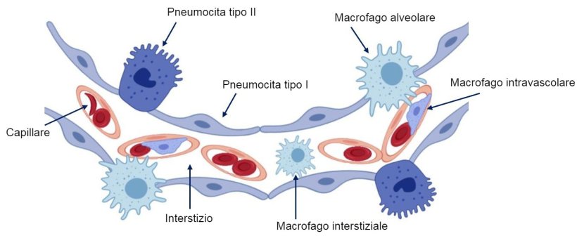 Figura 2: Schema della parete dell'alveolo polmonare