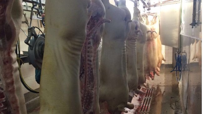 planta procesado porcino