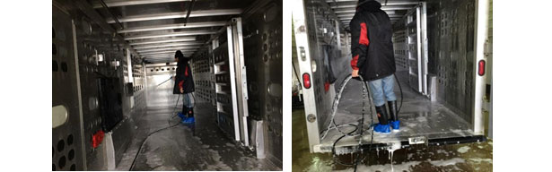 Immagine&nbsp;4: Applicazione del detergente in base ai componenti chimici ed alla formulazione del prodotto. Per gentile concessione del Dr. Clayton Johnson di Carthage Veterinary Services.
