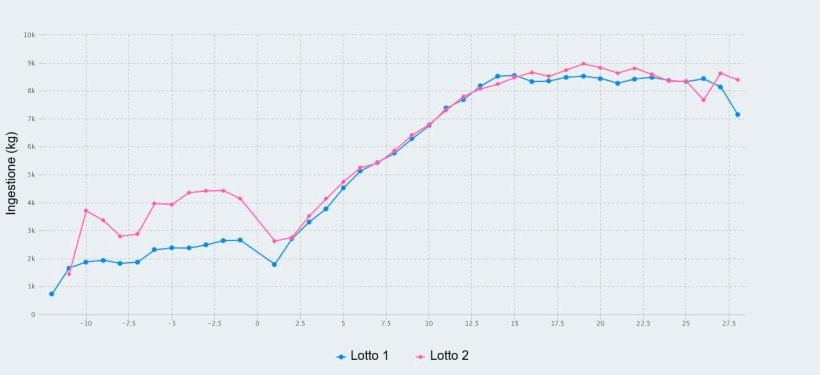 Figura 1. Consumo di mangime dal giorno 107 di gestazione fino allo svezzamento (giorno&nbsp;28 di lattazione) di scrofe alimentate con un massimo di&nbsp;2,8 kg/giorno&nbsp;(Lotto&nbsp;1) e&nbsp;4,2 kg/giorno&nbsp;(Lotto&nbsp;2) di mangime durante i giorni prima del&nbsp;parto.
