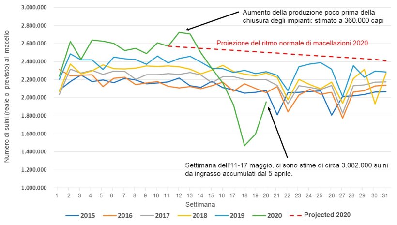 Figura 1. Numero di suini macellati nei macelli negli Stati Uniti a settimana, da gennaio a luglio 2015-2020 o previsioni di macellazione in circostanze normali (linea tratteggiata rossa). Fonte dei dati: USDA NASS Slaughter Survey e AMS LM_HG201