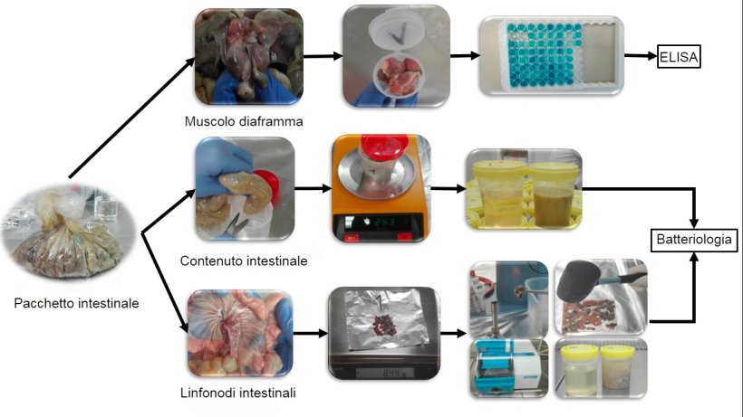 Processamento&nbsp;di campioni intestinali provenienti da suinetti per la rilevazione di&nbsp;Salmonella.
