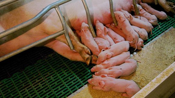 Il dilemma delle adozioni nel primo giorno di vita
