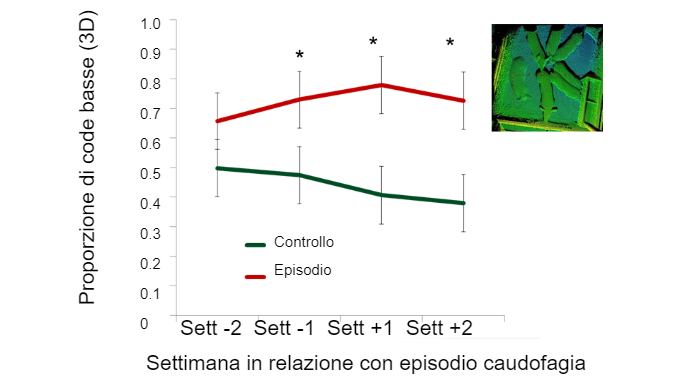 Figura 2. Proporzione di code basse in relazione al tempo di comparsa dell'episodio di caudofagia.