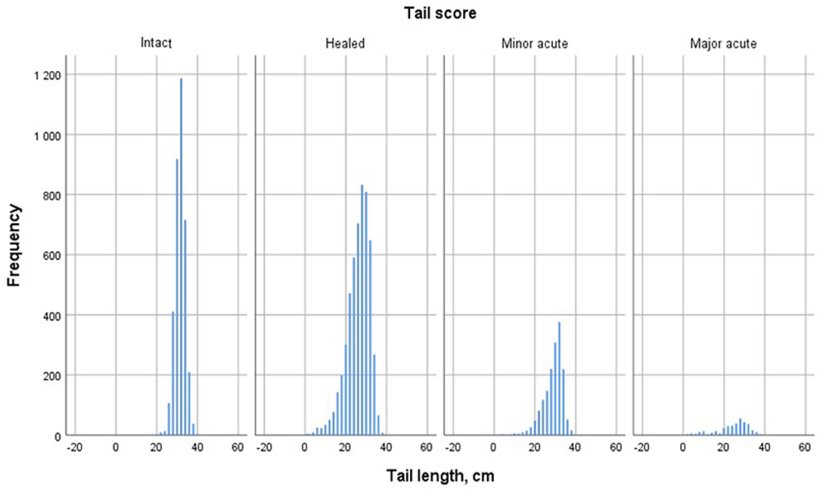 Figure 2. Distribuzione della lunghezza delle code nei suini da ingrasso con differenti score di lesioni al macello dopo la scottatura.&nbsp;(n&nbsp;= 10 889).
