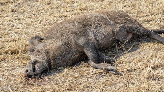 ppa alemania jabalí