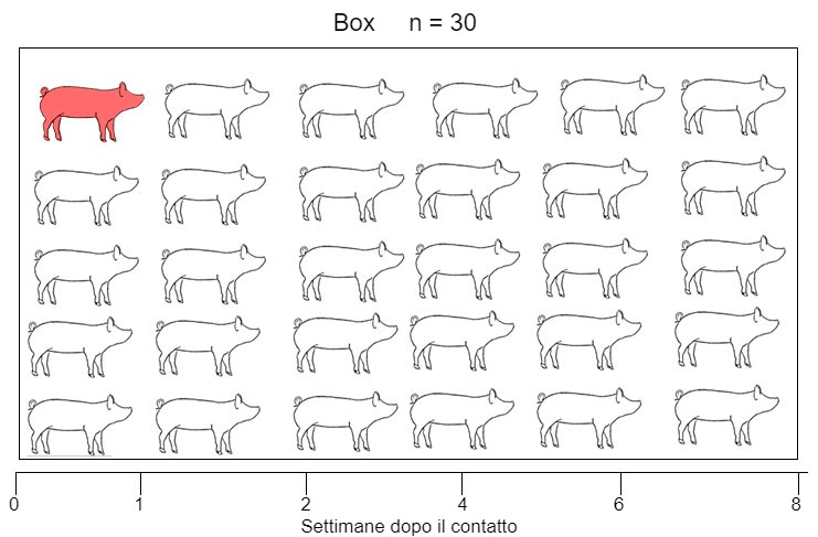 Figura 1. Un modello di infezione naturale &egrave; stato utilizzato per valutare il rilevamento di Mycoplasma hyopneumoniae dopo il contatto con una scrofetta infettiva. Asse X: settimane dopo il contatto. I campioni sono stati raccolti in scrofette dal giorno 0 a 8 settimane dopo il contatto.

