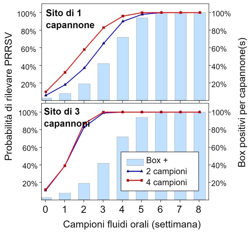 Figura 1. Rilevazione del PRRSV mediante campionamento spaziale fisso. Probabilità di rilevare ≥ 1 campione positivo al PRRSV in funzione del numero di campioni prelevati per capannone (2 o 4) e del numero di box campionati per allevamento (1 o 3). Si noti che la probabilità di rilevamento aumenta geometricamente con il numero di corde e capannoni campionati. Dati da Rotolo et al., (2017).