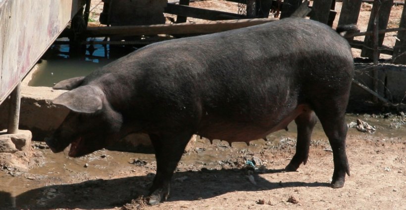 Scrofa di Nero Siciliano. Fonte: OppidumNissenae
