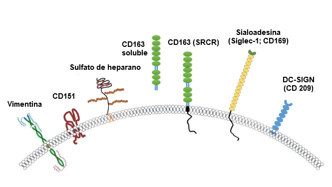 Immagine 2. Illustrazione dei recettori generalmente considerati per il PRRSV. Fonte: Zhang, Q., Yoo, D. (2015)
