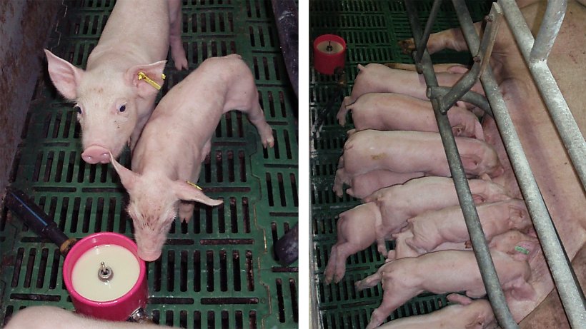 L'integrazione con il latte non sostituisce il latte materno, ma lo integra...