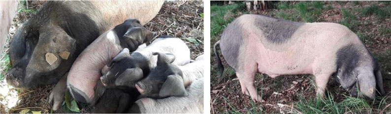 Figure 2. Sow of Basque breed with piglets (photo credit B. Lebret) and Figure 3. Boar of Basque breed (photo credit Kintoa).
