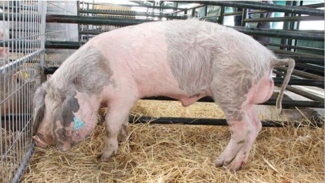 Figure 3. Bísaro boar.