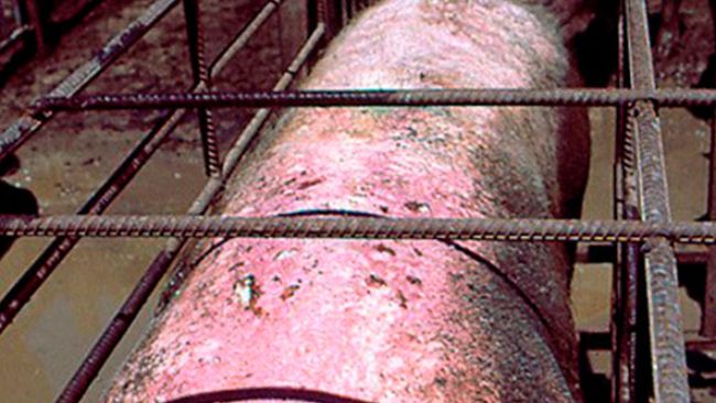 Cerda con quemaduras solares