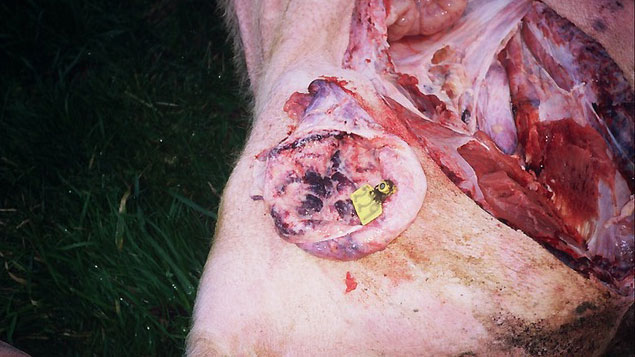 Cisitits por E. coli
