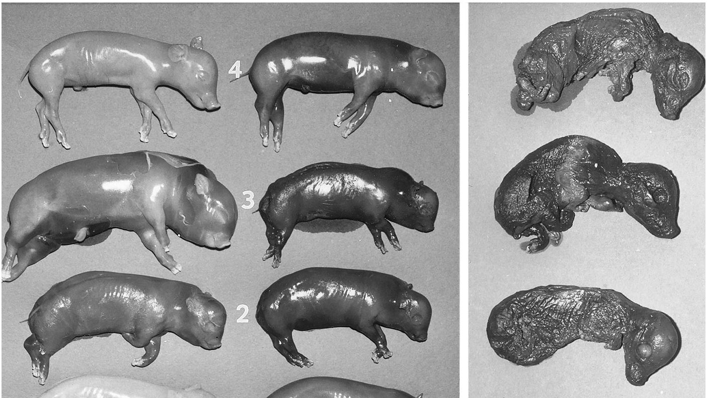 Foto di&nbsp;W. L. Mengeling
