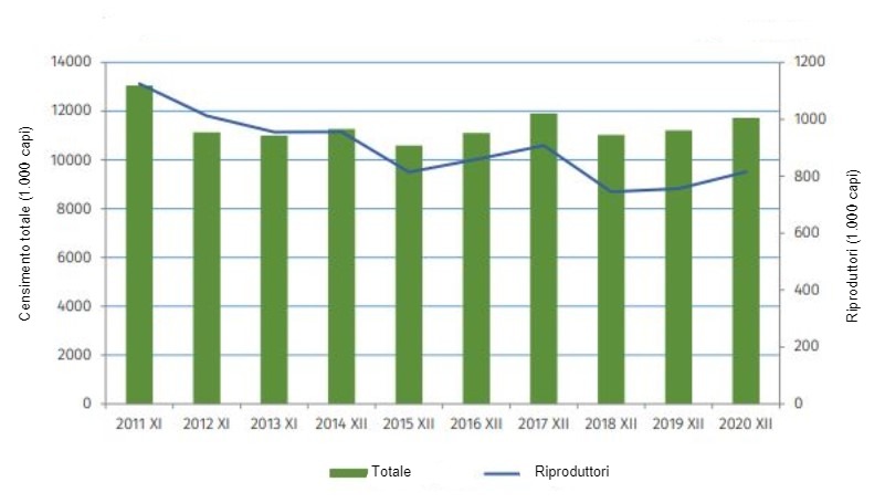 Evoluzione del patrimonio suinicolo polacco dal 2011. Fonte: GUS.