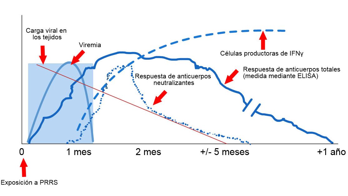 Schema di rilevamento di virus e anticorpi dopo l'esposizione alla PRRS: il grafico seguente mostra le variazioni di concentrazione (asse Y) nel tempo (asse X) dei diversi analiti utilizzati nei saggi. Dopo l'esposizione al virus PRRS, il virus appare nel sangue (viremia) che di solito dura tra le 2 e le 4 settimane, a seconda dell'et&agrave; e dello stato immunitario del suino. La sieroconversione (rilevamento di anticorpi) di solito si verifica tra 7 e 10 giorni dopo l'esposizione e dura diversi mesi prima di diventare sieronegativa. Gli anticorpi neutralizzanti compaiono tra 4 e 6 settimane dopo l'esposizione (L&oacute;pez e Osorio, 2004).
