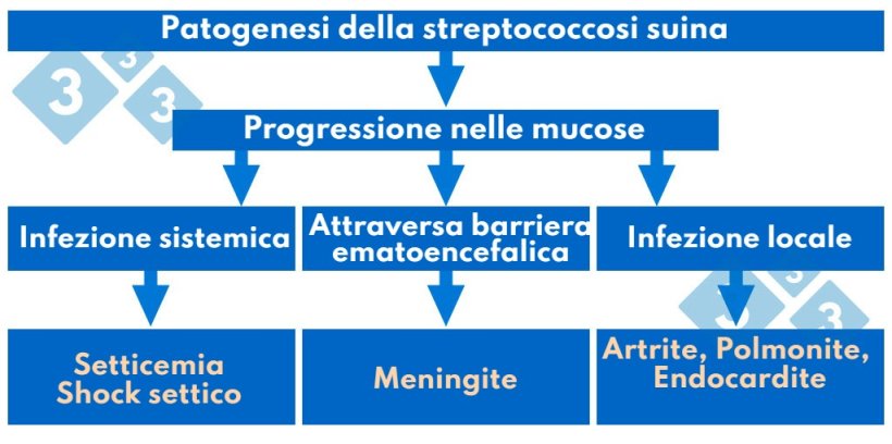 Tabella 1. Patogenesi dello streptococco suino.