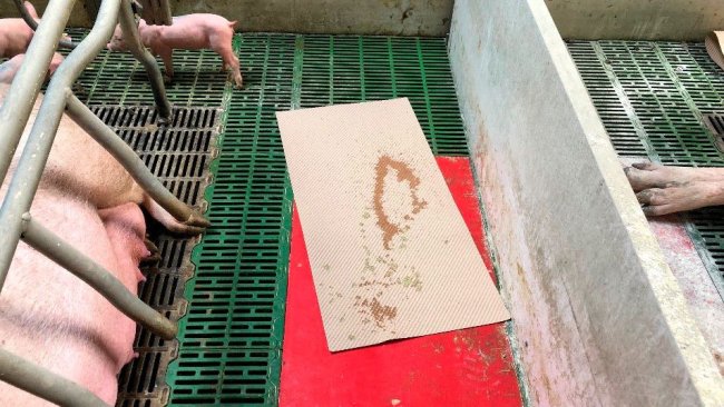 Immagine 1. Un metodo pratico per raccogliere la diarrea consiste nell'utilizzare tappetini di carta che vengono utilizzati per asciugare e dare conforto ai suinetti durante il parto. Questi tappetini vengono lasciati nelle gabbie parto e se c'è diarrea i suinetti li sporcheranno, poi serviranno per preparare il composto che somministreremo alla scrofa.