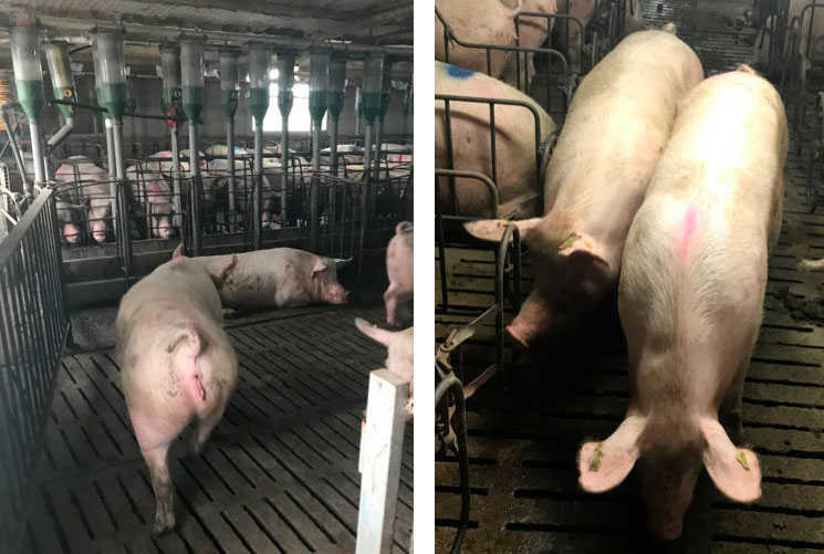 Foto 1. Movimentazione delle scrofe a 35 giorni di gestazione.
