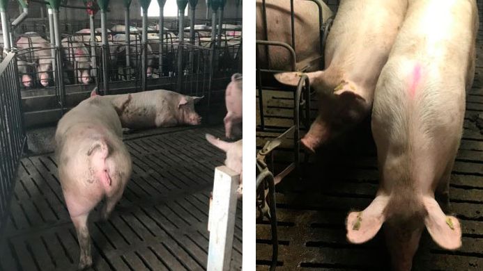 Foto 1. Movimentazione delle scrofe a 35 giorni di gestazione.
