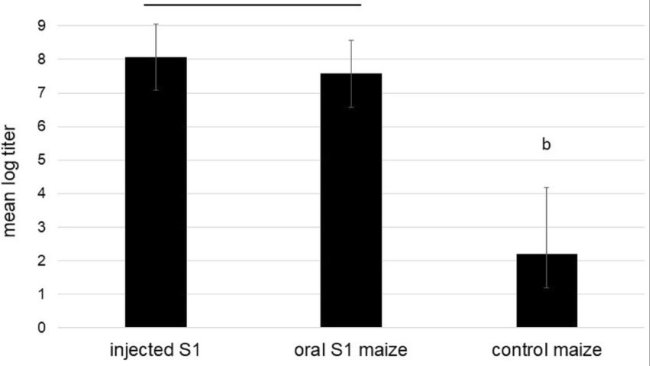 Risposta anticorpale neutralizzante del siero di maiale. La risposta anticorpale neutralizzante del siero dai gruppi indicati (n = 4) è stata valutata mediante un saggio di neutralizzazione del fuoco fluorescente a 15 giorni dopo il challenge (dpc), come descritto nella sezione dei metodi. A 15 dpc i gruppi di trattamento contenenti S1 (uno e due, a) hanno mostrato differenze significative con il gruppo di controllo (tre, b) con p-value per ogni confronto sostanzialmente inferiori a 0,05. Non c'era alcuna differenza significativa nei titoli tra i gruppi di trattamento uno (iniettato S1) e due (mais somministrato per via orale S1).