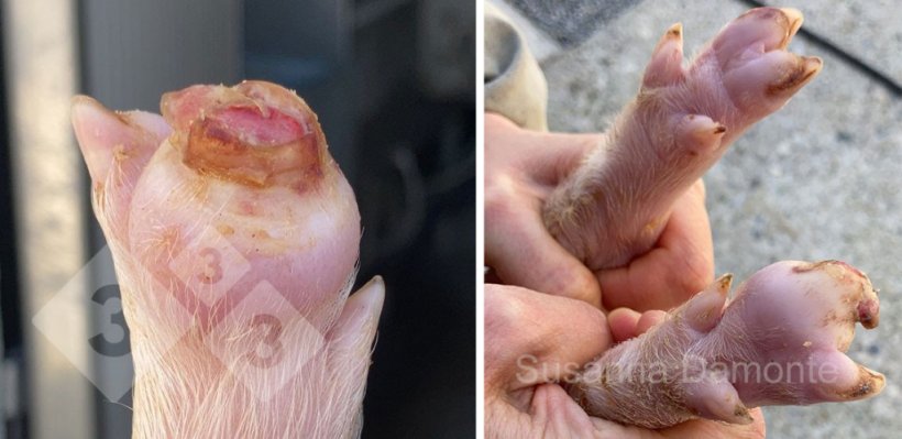 Figura 3. Perdita dell'unghiello su suinetto di 15 gg.
