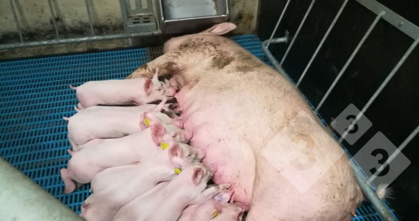 Figura 7. Box parto con la scrofa libera.