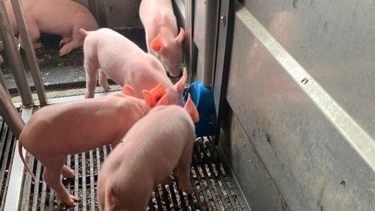 Suinetti che consumano latte