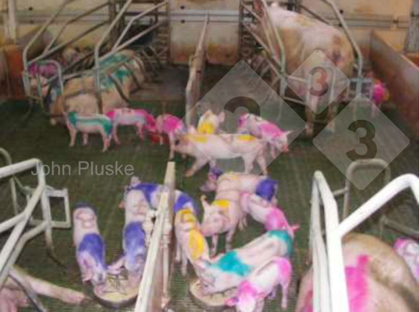 Figura 1. Un esempio di un sistema "nursery" in cui i suinetti di diverse figliate possono mescolarsi e interagire liberamente, mentre le scrofe rimangono confinate nelle gabbie (secondo Novotni-Dank&oacute; et al., 2021).
