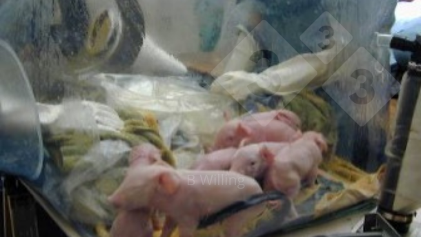 Figura 1. Produzione di suini senza germi (germ free).

