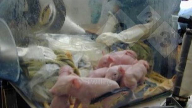 Figura 1. Produzione di suini senza germi (germ free).
